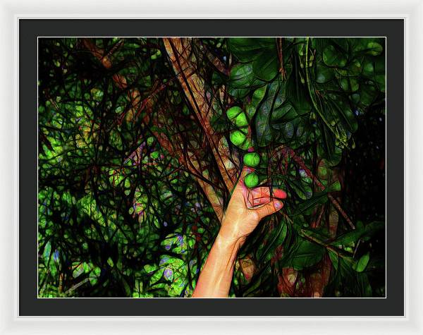 Pick The Limes - Framed Print