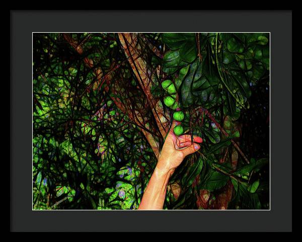 Pick The Limes - Framed Print