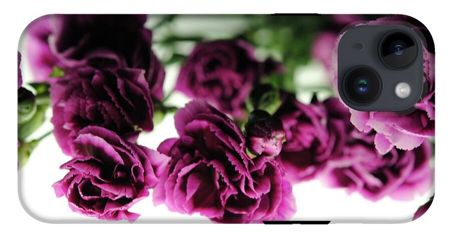 Pink and Purple Carnations On Lightbox - Phone Case