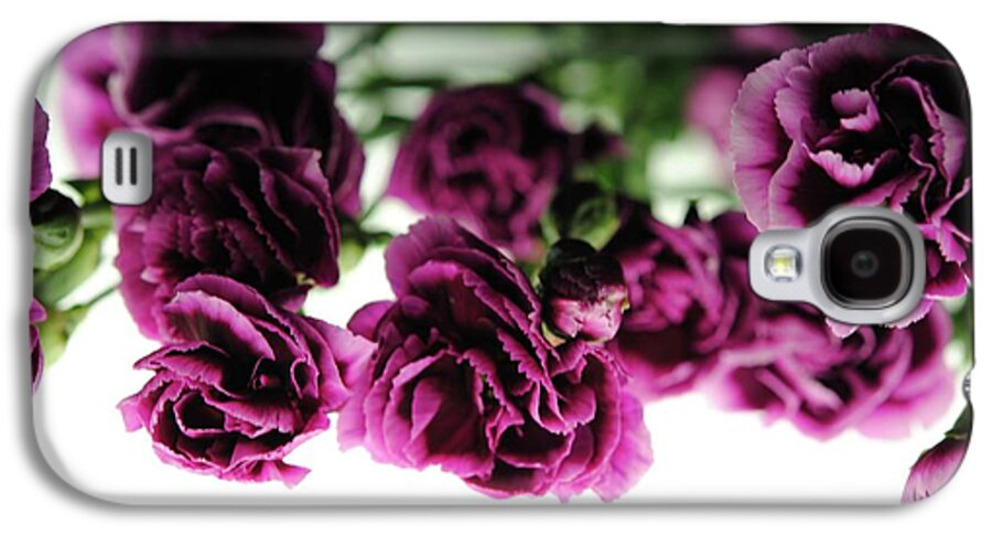 Pink and Purple Carnations On Lightbox - Phone Case