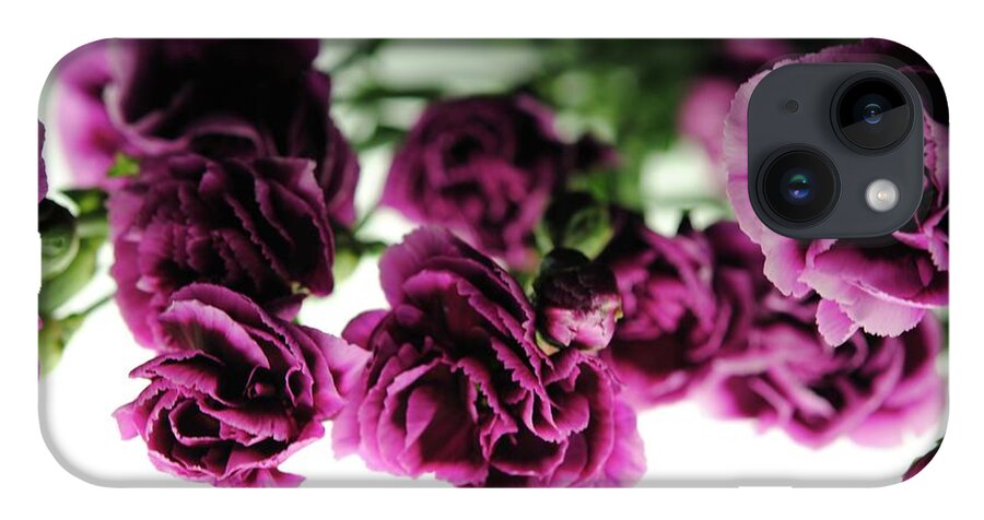 Pink and Purple Carnations On Lightbox - Phone Case