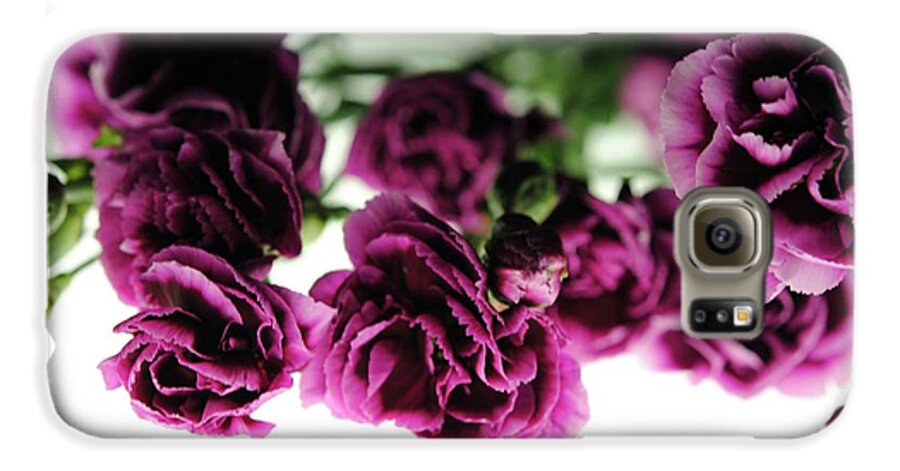 Pink and Purple Carnations On Lightbox - Phone Case