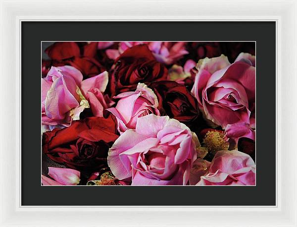 Pink and Red Roseheads - Framed Print