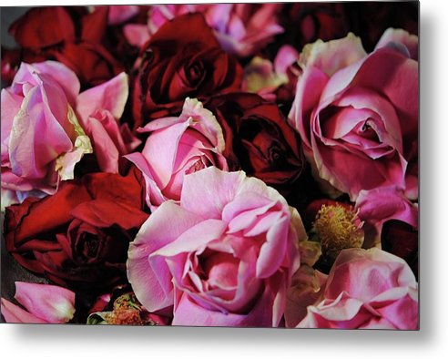 Pink and Red Roseheads - Metal Print