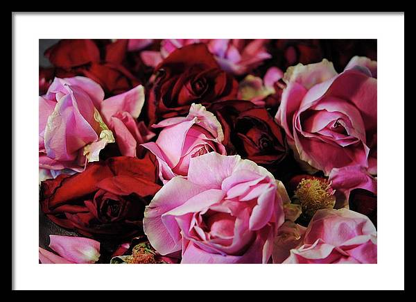 Pink and Red Roseheads - Framed Print