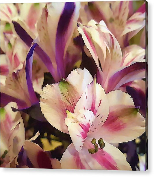 Pink and White Flowers - Acrylic Print