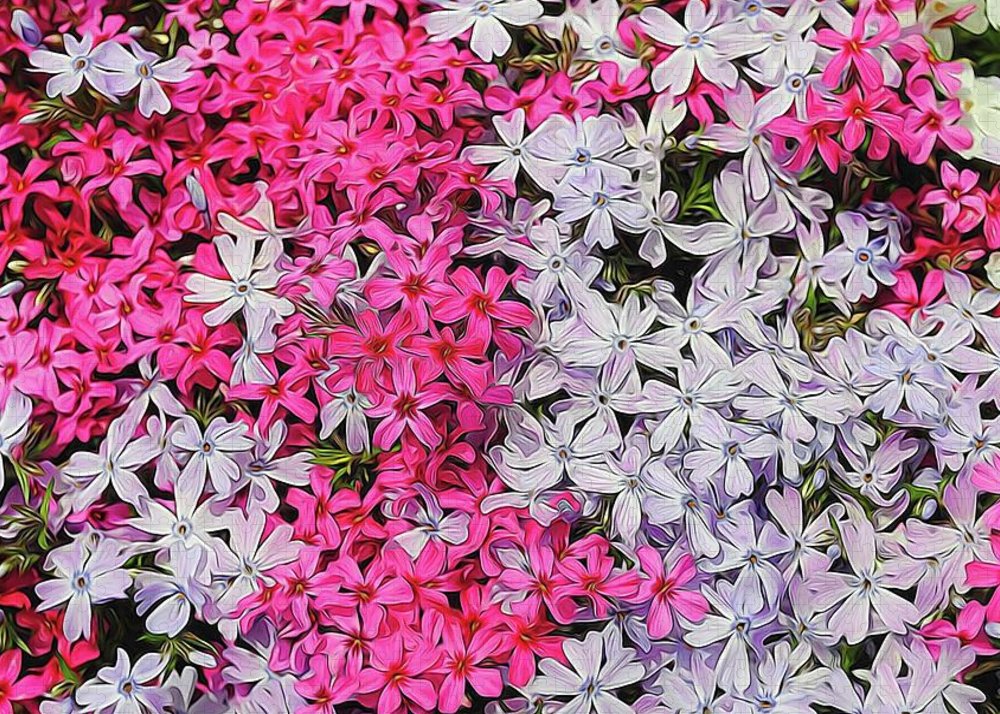 Pink and White Phlox - Puzzle