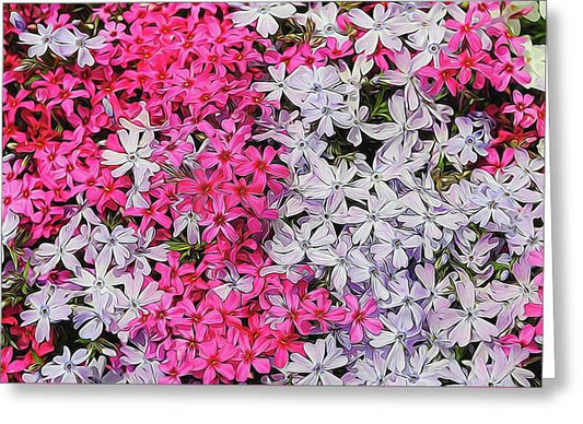 Pink and White Phlox - Greeting Card