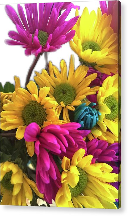Pink and Yellow Daisies - Acrylic Print
