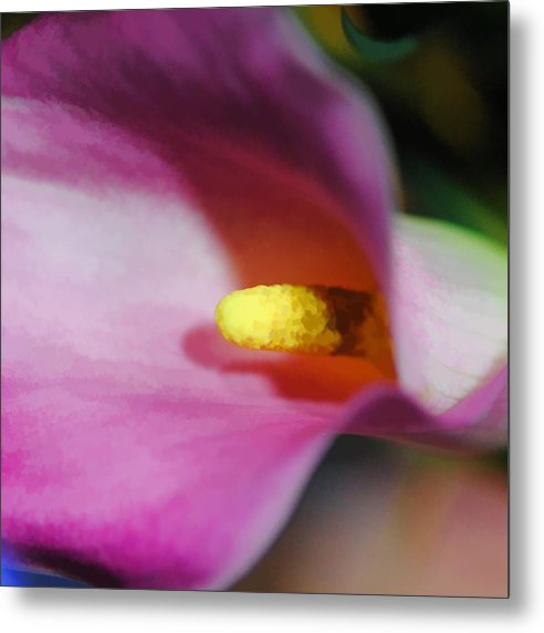 Pink Calla Lily Sideview - Metal Print