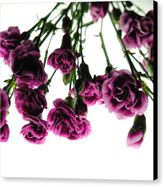 Pink Carnations on White - Canvas Print