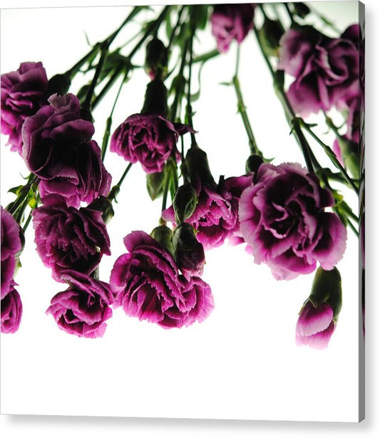 Pink Carnations on White - Acrylic Print
