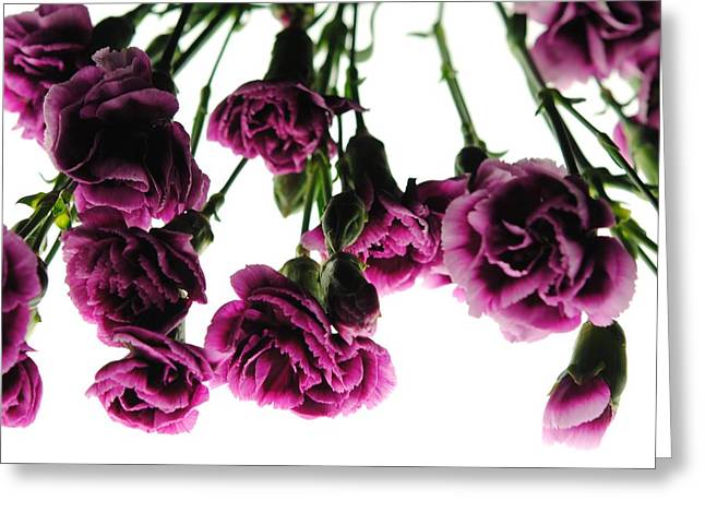 Pink Carnations on White - Greeting Card