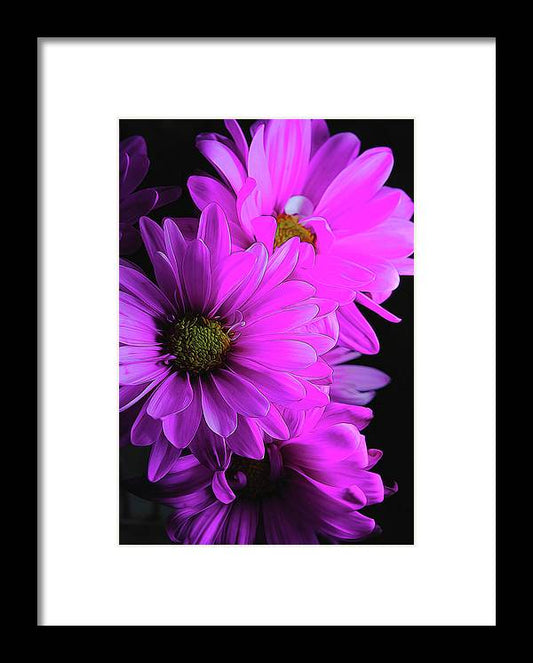 Pink Daisies - Framed Print