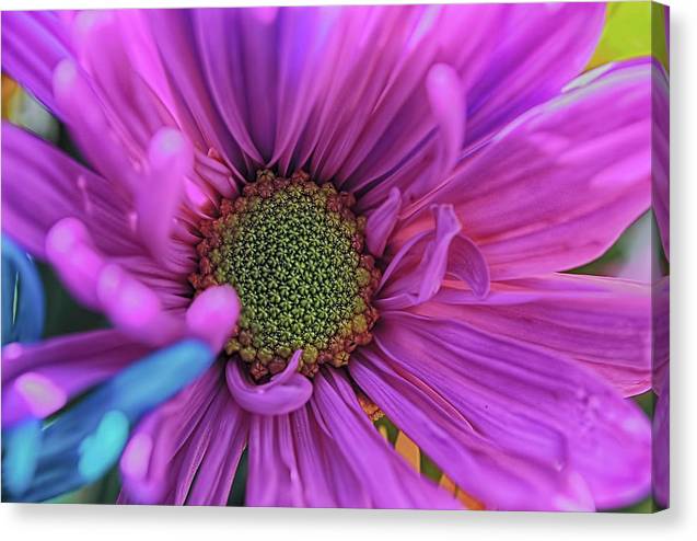 Pink Daisy Flower - Canvas Print