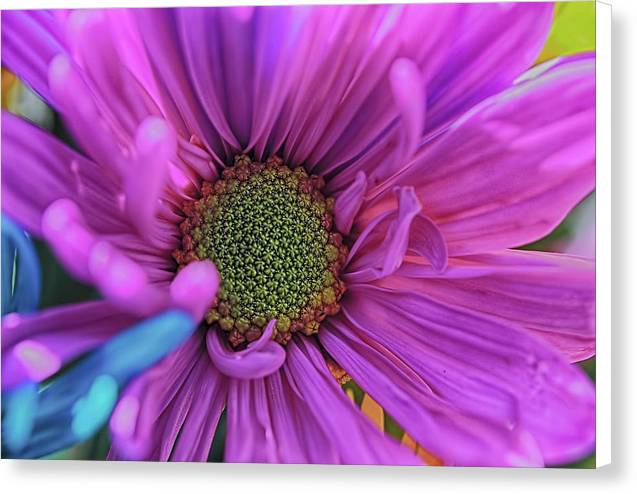 Pink Daisy Flower - Canvas Print