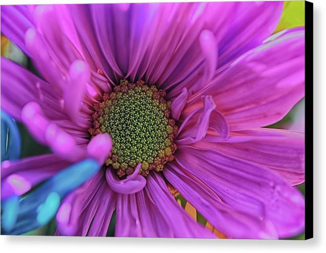 Pink Daisy Flower - Canvas Print