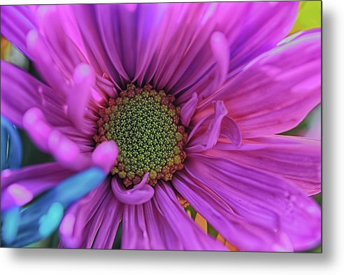 Pink Daisy Flower - Metal Print