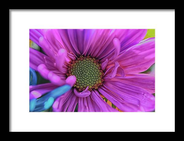 Pink Daisy Flower - Framed Print