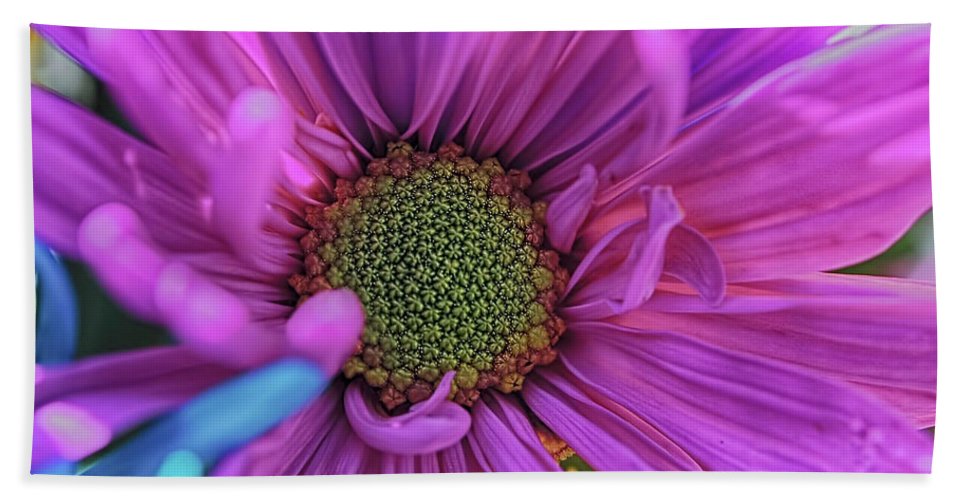 Pink Daisy Flower - Beach Towel