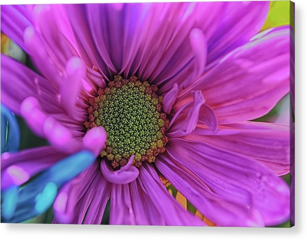 Pink Daisy Flower - Acrylic Print