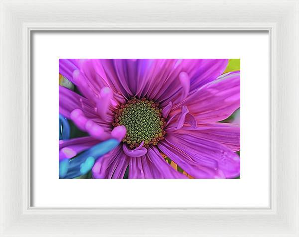 Pink Daisy Flower - Framed Print
