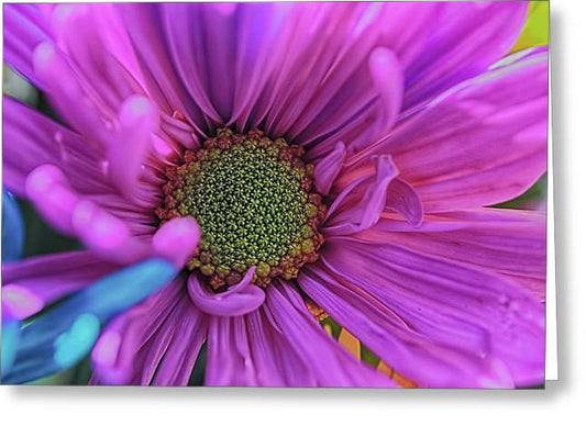 Pink Daisy Flower - Greeting Card