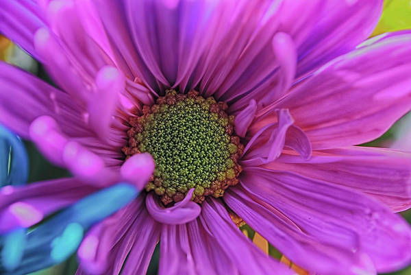 Pink Daisy Flower - Art Print