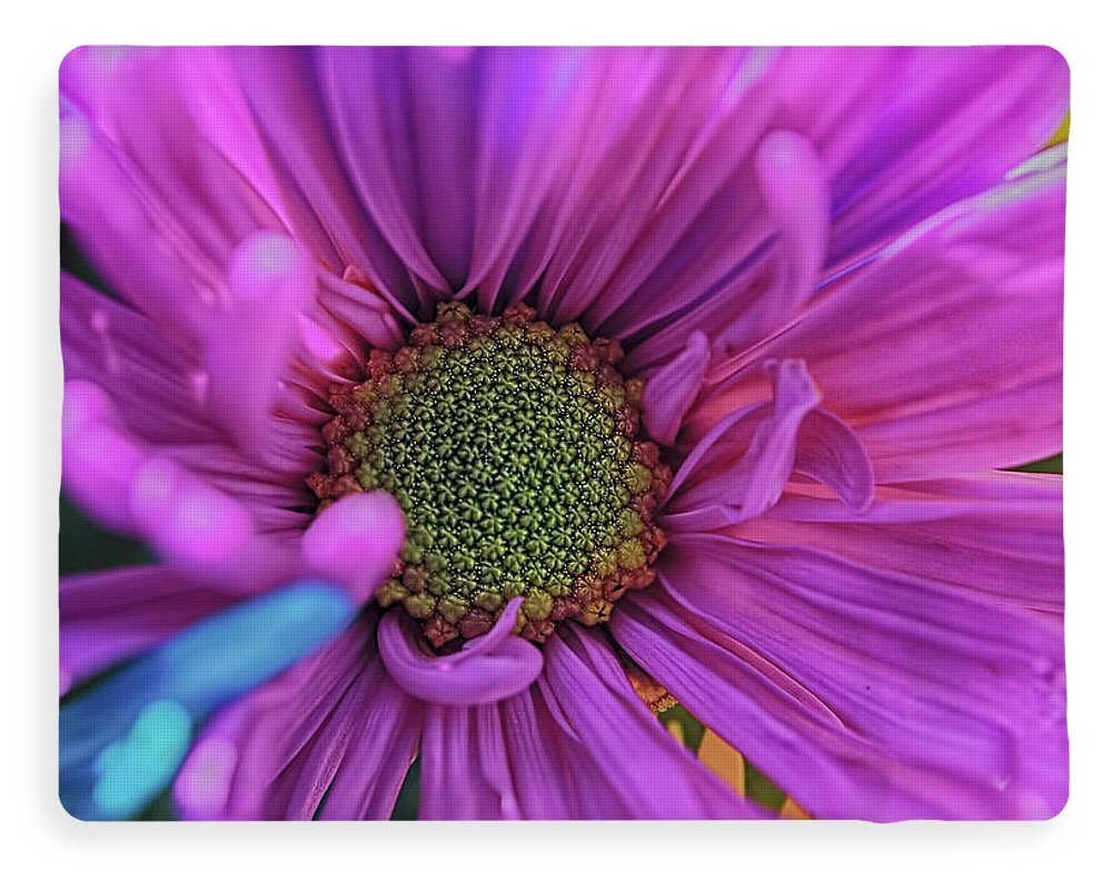 Pink Daisy Flower - Blanket