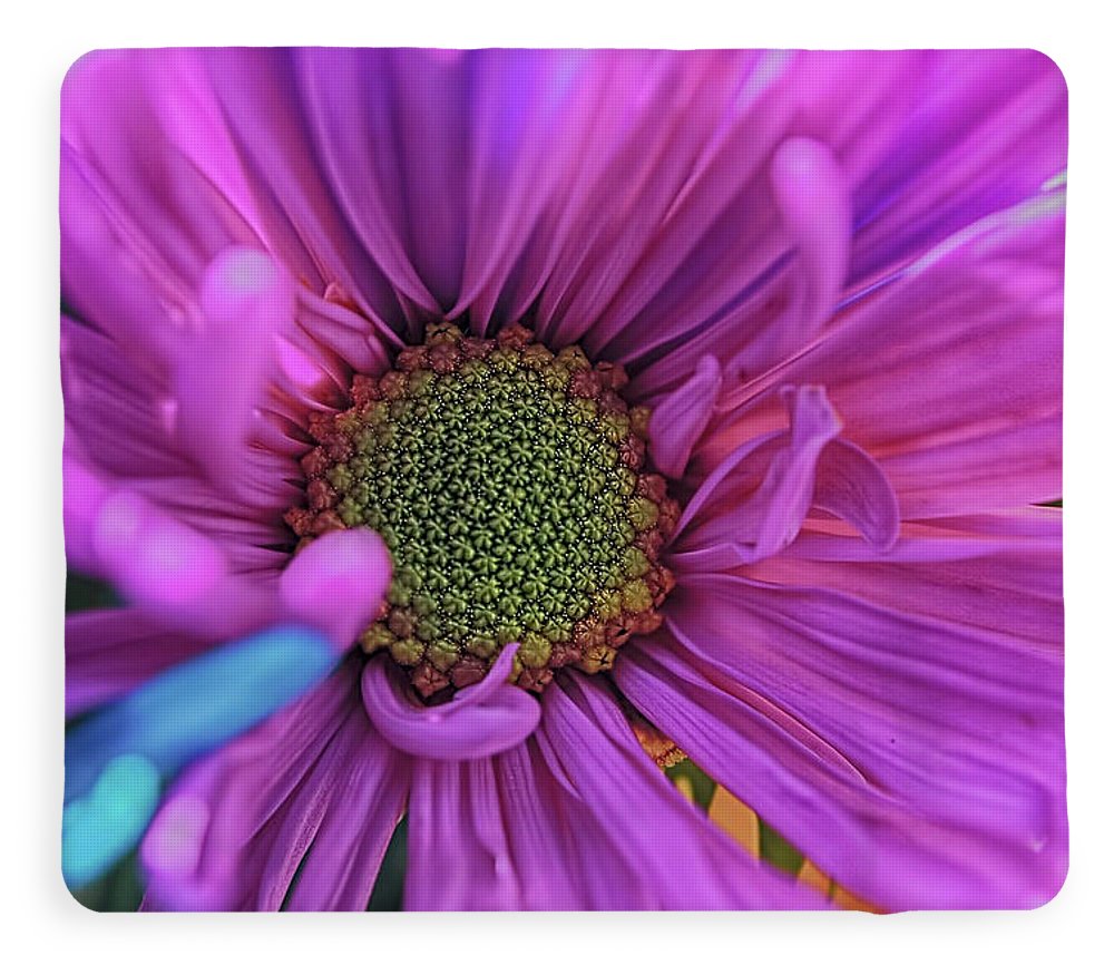 Pink Daisy Flower - Blanket