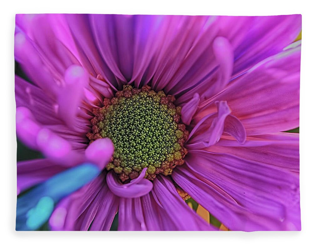 Pink Daisy Flower - Blanket