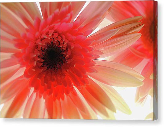 Pink Daisy On Light - Canvas Print