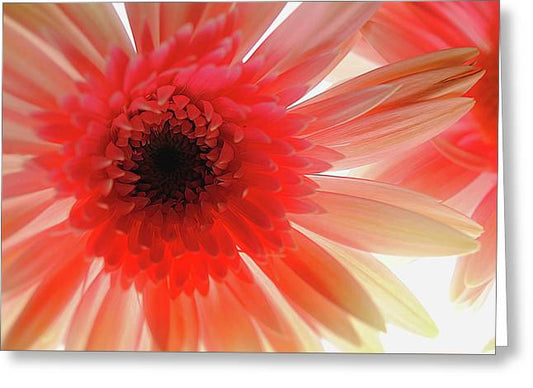 Pink Daisy On Light - Greeting Card