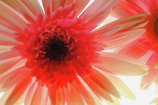 Pink Daisy On Light - Art Print