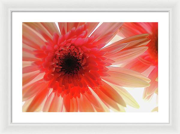 Pink Daisy On Light - Framed Print