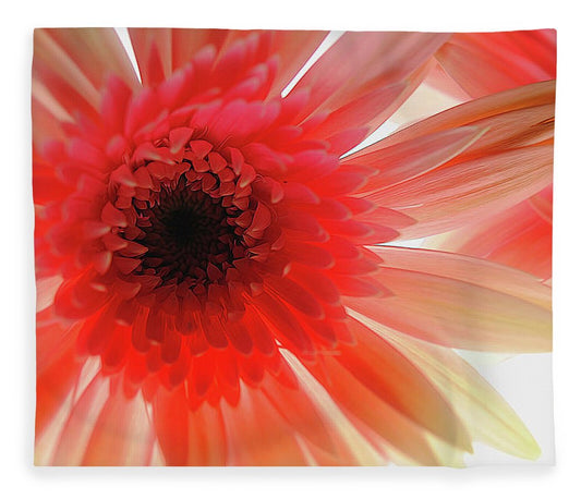 Pink Daisy On Light - Blanket