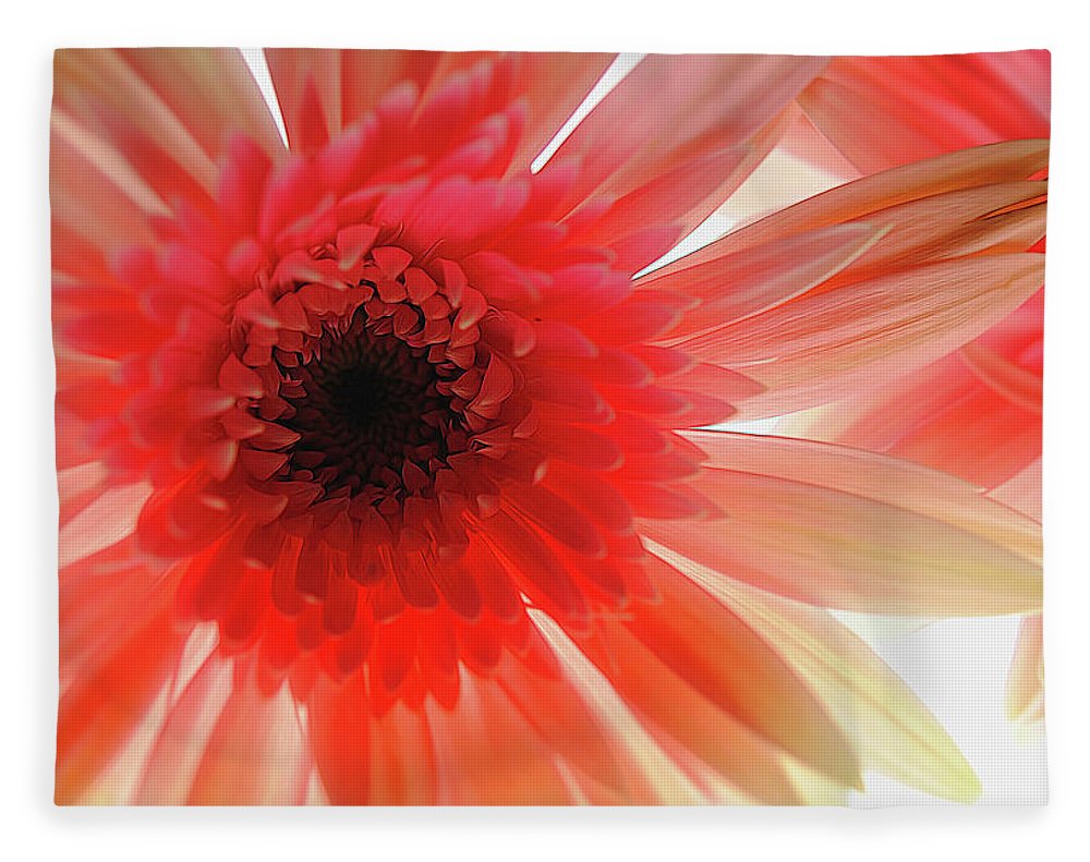 Pink Daisy On Light - Blanket