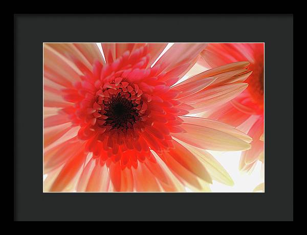Pink Daisy On Light - Framed Print