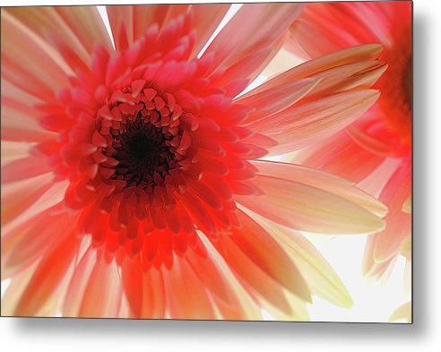 Pink Daisy On Light - Metal Print