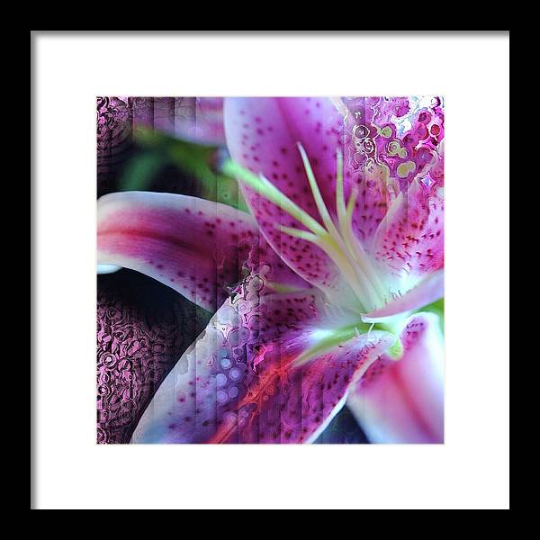 Pink Lily Abstract - Framed Print