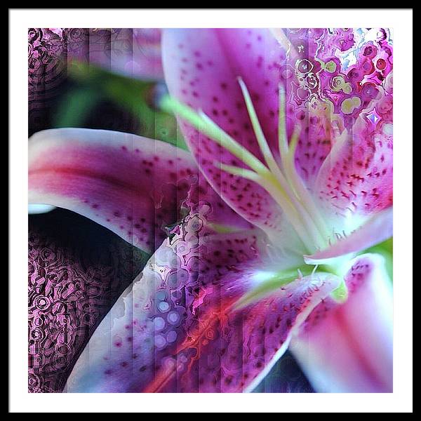 Pink Lily Abstract - Framed Print