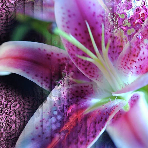 Pink Lily Abstract - Art Print