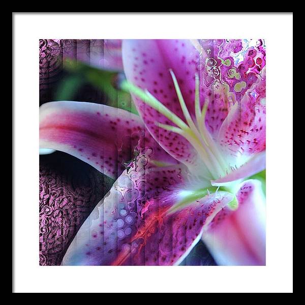 Pink Lily Abstract - Framed Print