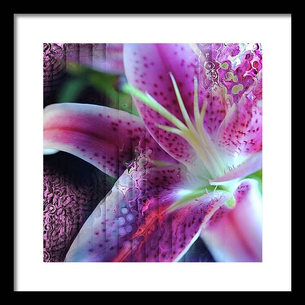 Pink Lily Abstract - Framed Print