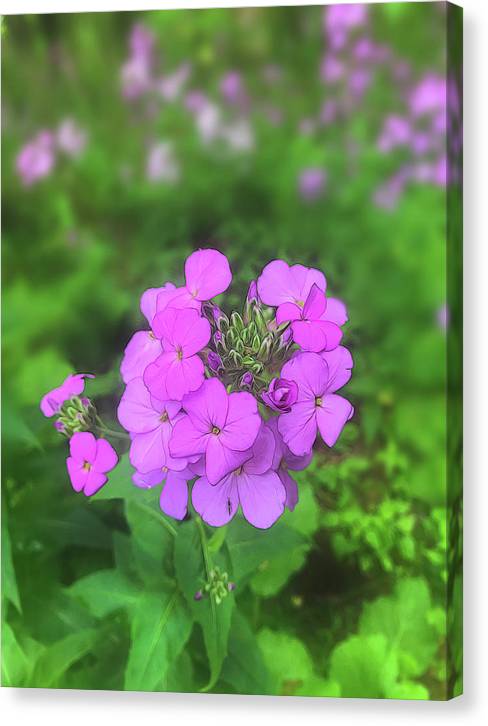 Pink Wildflowers - Canvas Print