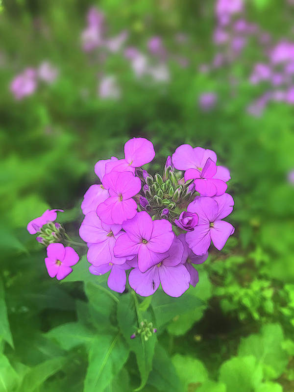 Pink Wildflowers - Art Print