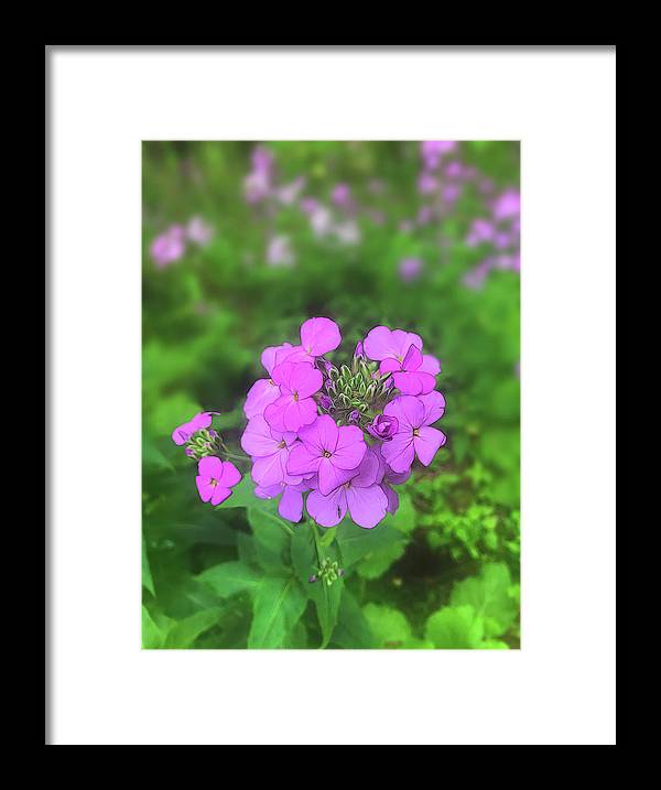 Pink Wildflowers - Framed Print