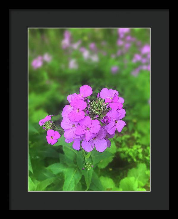 Pink Wildflowers - Framed Print