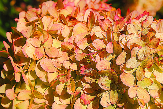 Pink and Cream Hydrangeas Digital Image Download