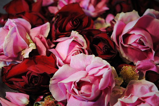 Pink and Red Rose Heads Digital Image Download
